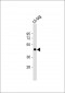 Myc Tag Antibody, HRP Conjugate